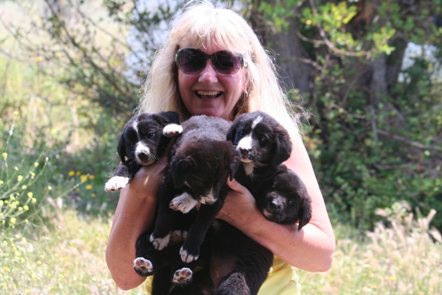 4 puppies found in a metal waste-bin near Ermioni